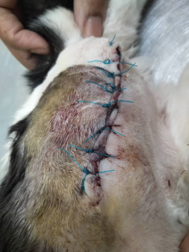 Lagi kucing yg mendapatkan rawatan. Kami amat2 kekurangan dana

Mohon bantu kami 🙏🏼🙏🏼🙏🏼