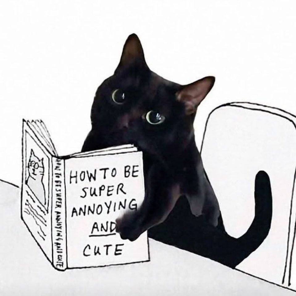 Black cats are not bad luck tweet media