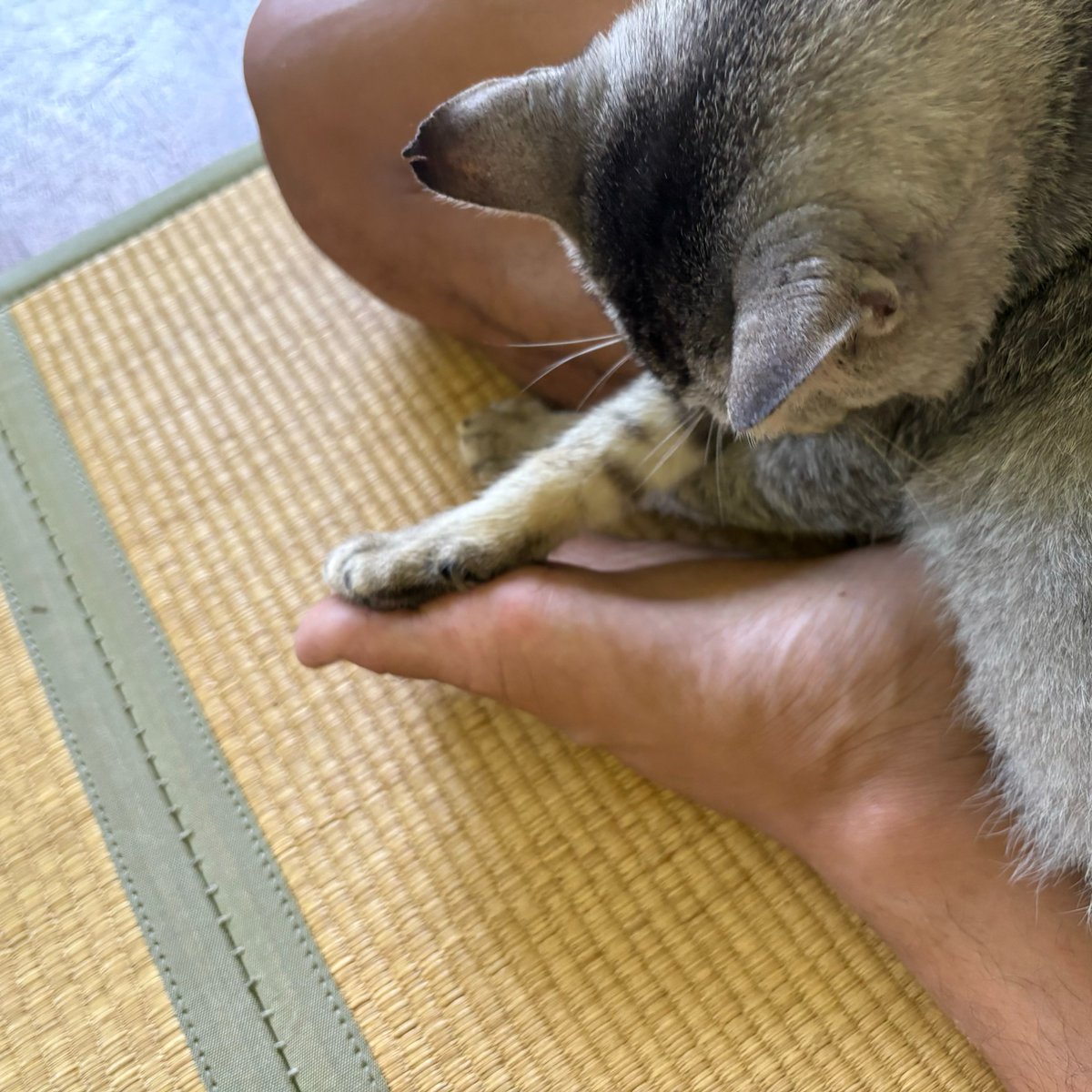 Two souls. One in cat body. One in human body.
