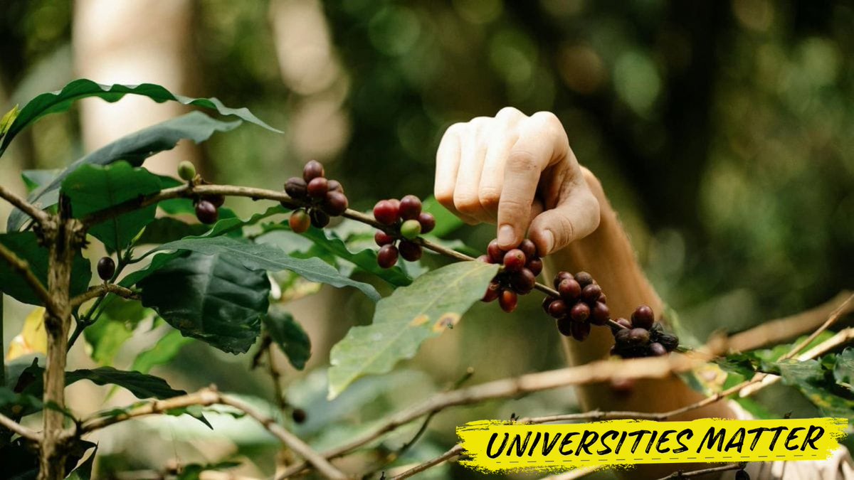 uniaus's tweet image. New research from @EdithCowanUni has identified a new and faster method for detecting infections in coffee berries, with the potential to save coffee crops worldwide.
The global coffee industry suffered a loss of more than $1 billion in 2023 from the coffee berry borer, a…