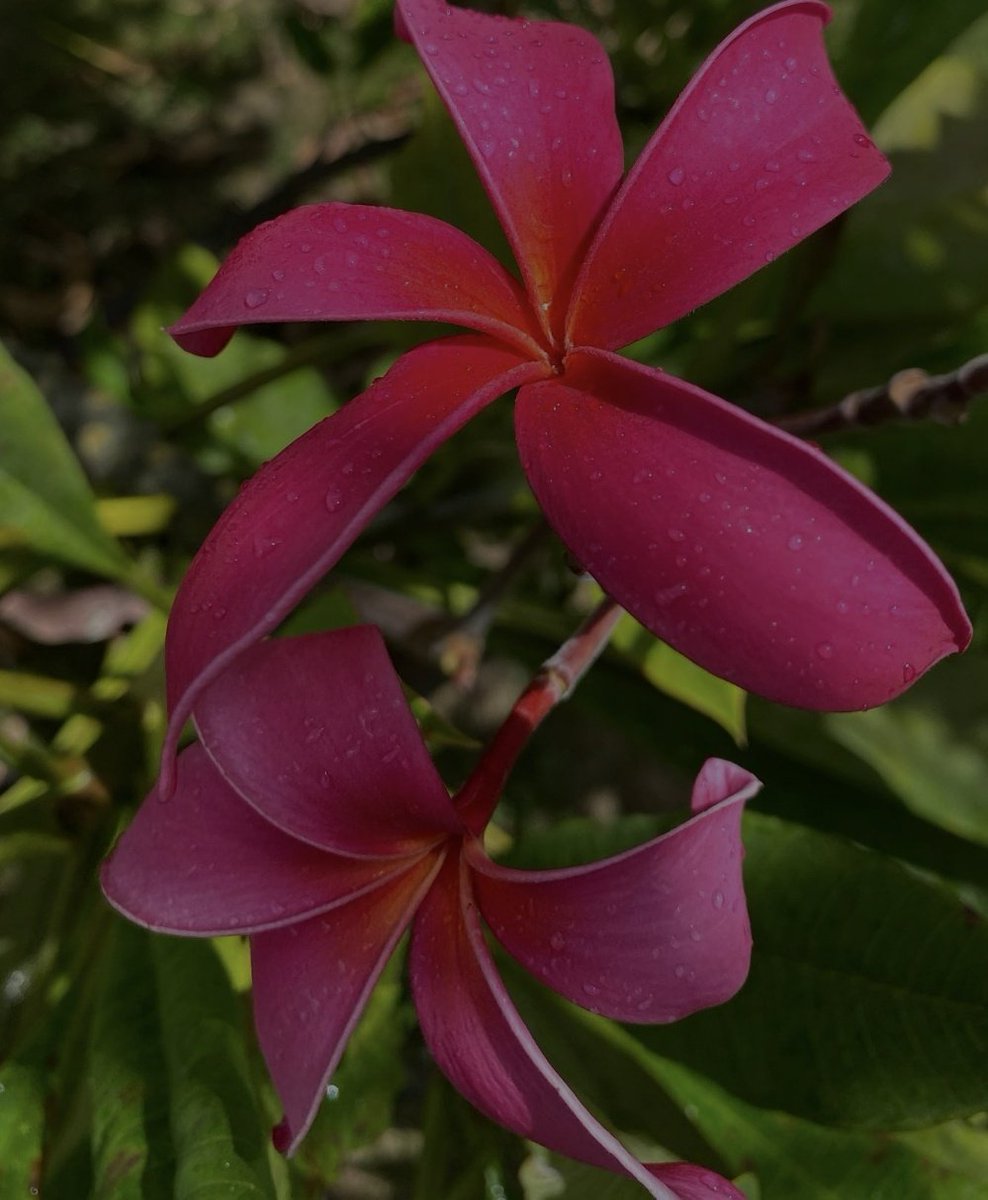 Good morning beautiful souls have a wonderful Thursday 🌸☀️