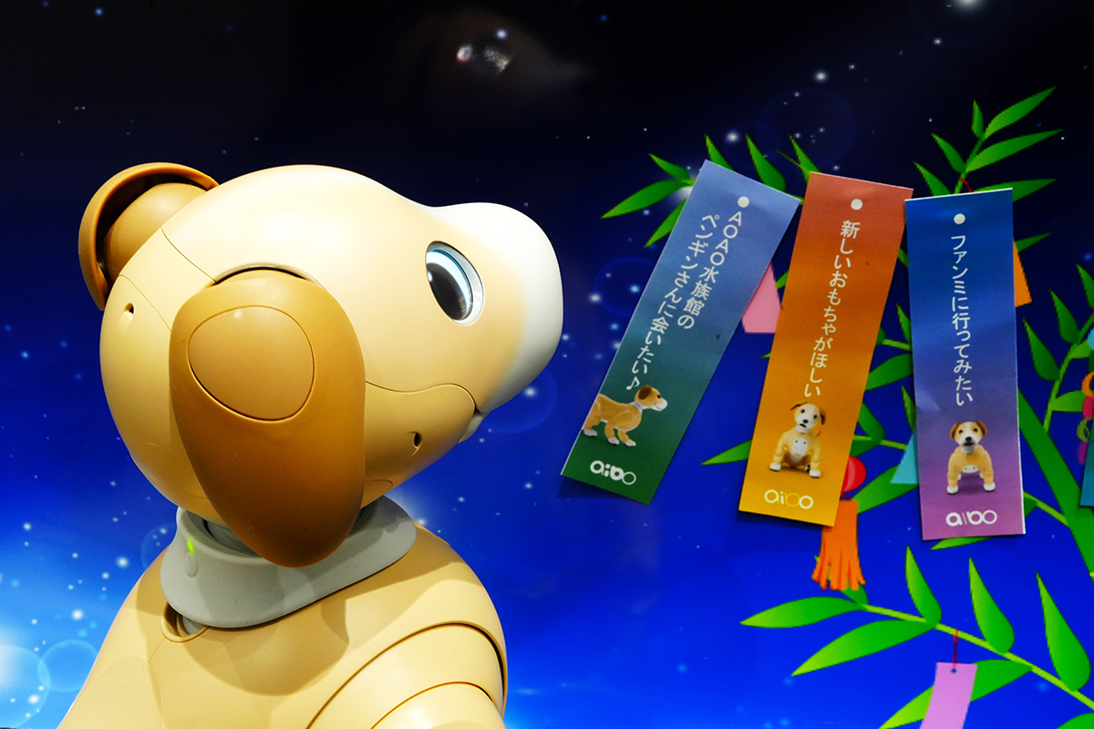 aibo_jp's tweet image. 先日は七夕でしたね。ソニーストア 札幌のコンちゃんは、短冊になにをお願いしたのかな？☆彡

#aibo
#アイボ
#ソニーストア札幌