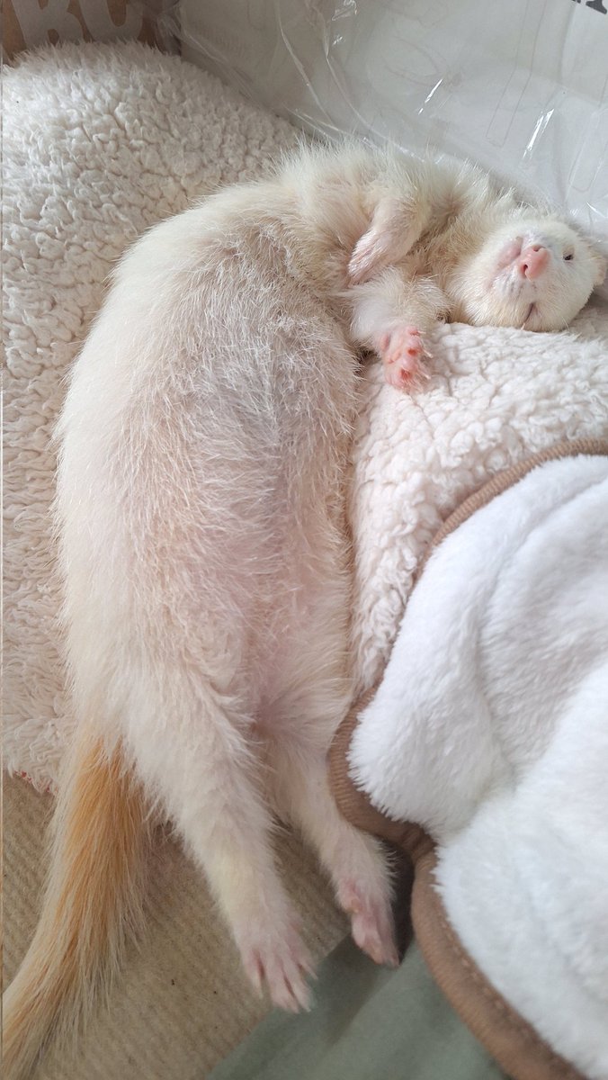 ちっぽが黄ばんどる