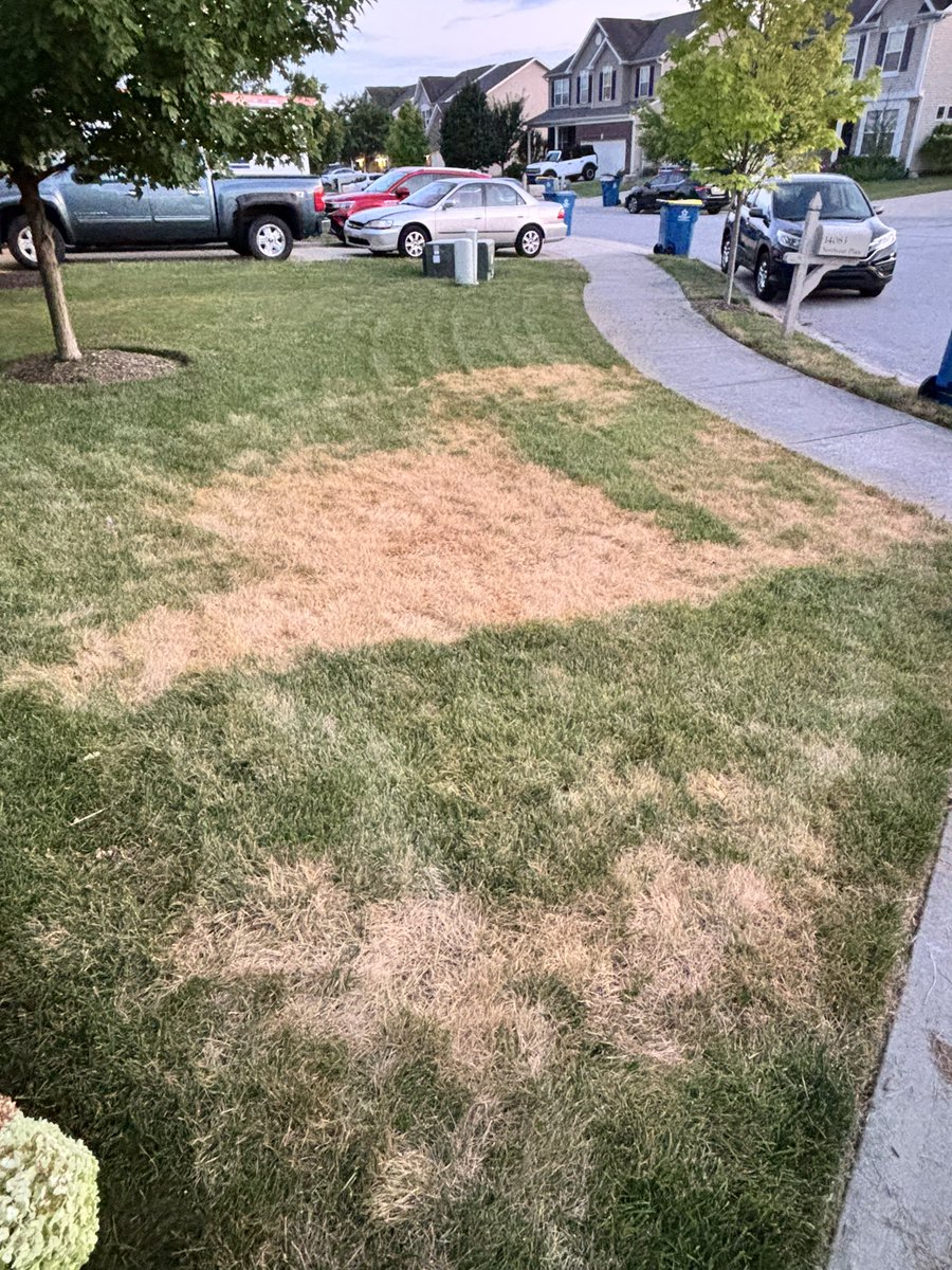 What’s wrong with my yard…???