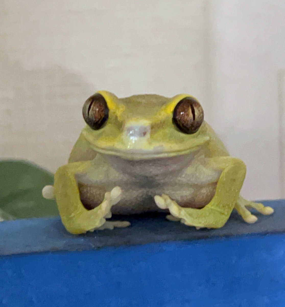 RlbHh8's tweet image. さっきこのくらいのごはん落としちゃったんですけど、
探してもらえます？

うり🍈
#ウルグルオオクサガエル