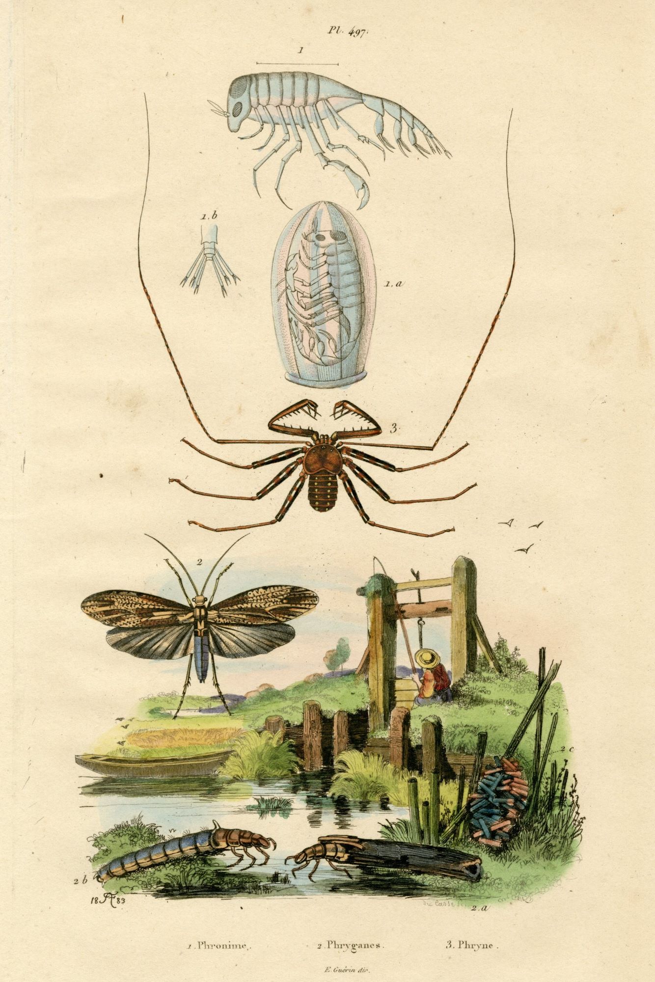 1882年 植物学 ドイツ古書 木の樹皮 解剖学ジョセフ モーラー博士 比較研究 ドイツ 植物博物画 1884年 70ページ | こぐま舎
