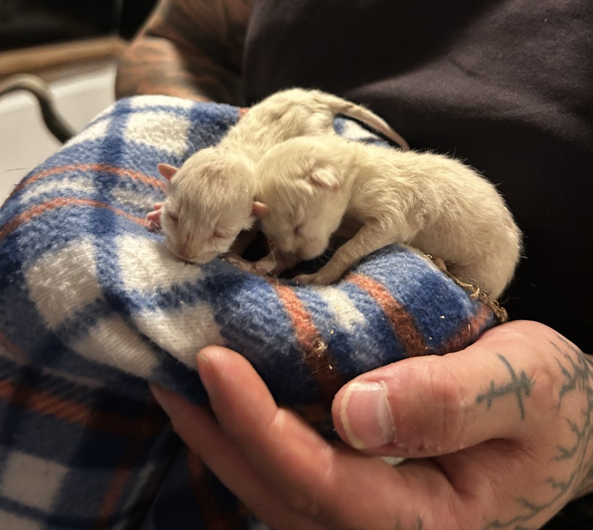 Crews from Hatfield Green Watch rescued a mother cat and her newborn kittens. The mum had given birth to her kittens under floorboards at a property in Bishops Rise, Hatfield. Crews assisted rescuing the kittens leaving them in the care of their mother and homeowner #AnimalRescue