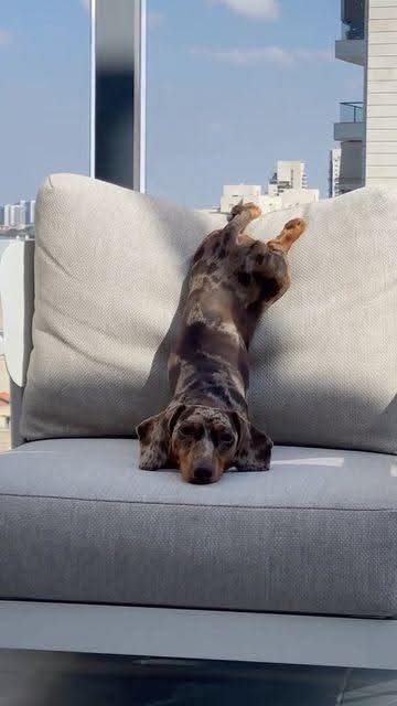 Dachshund (@daschundlovers2) on Twitter photo 