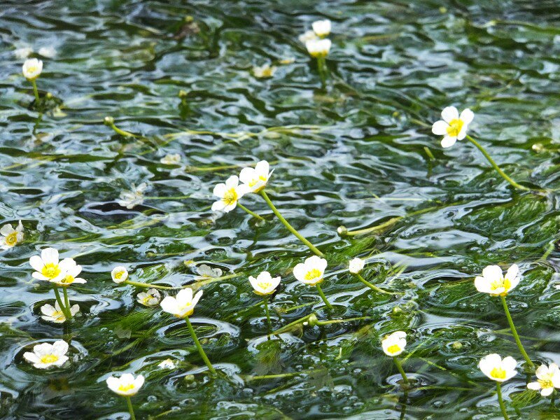 もうそろそろ梅花藻(ばいかも)の季節だね。
関ケ原から長鉄駕籠で西へ15分。醒ヶ井の地蔵川は梅花藻の名所。
梅の花に似た白い花を水中に咲かせる全国的にも珍しい花で、水温14℃前後の冷たい清流にしか育たないんだ。
大雨の翌日は沈んで見えにくいので前日が晴れの日がいいよ。