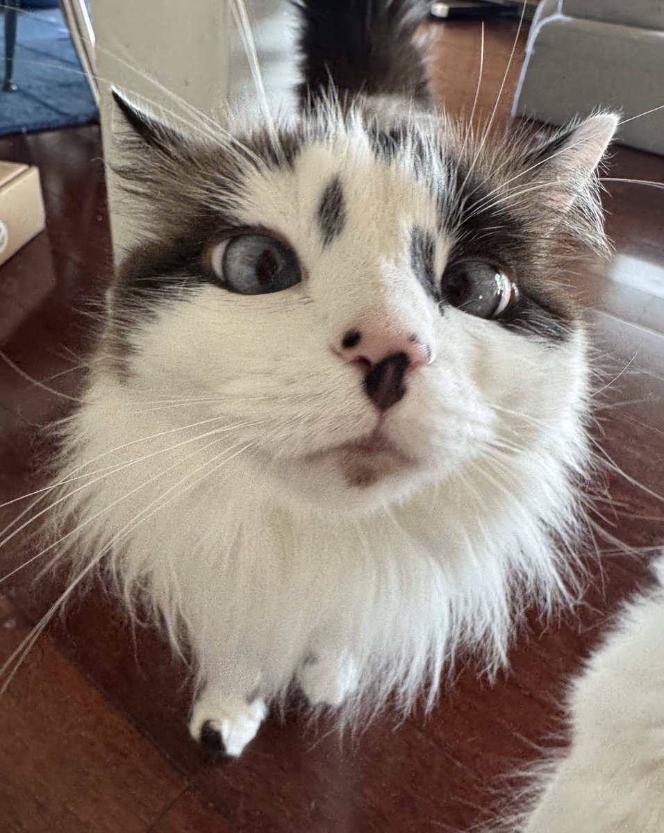 the inquisitor has arrived