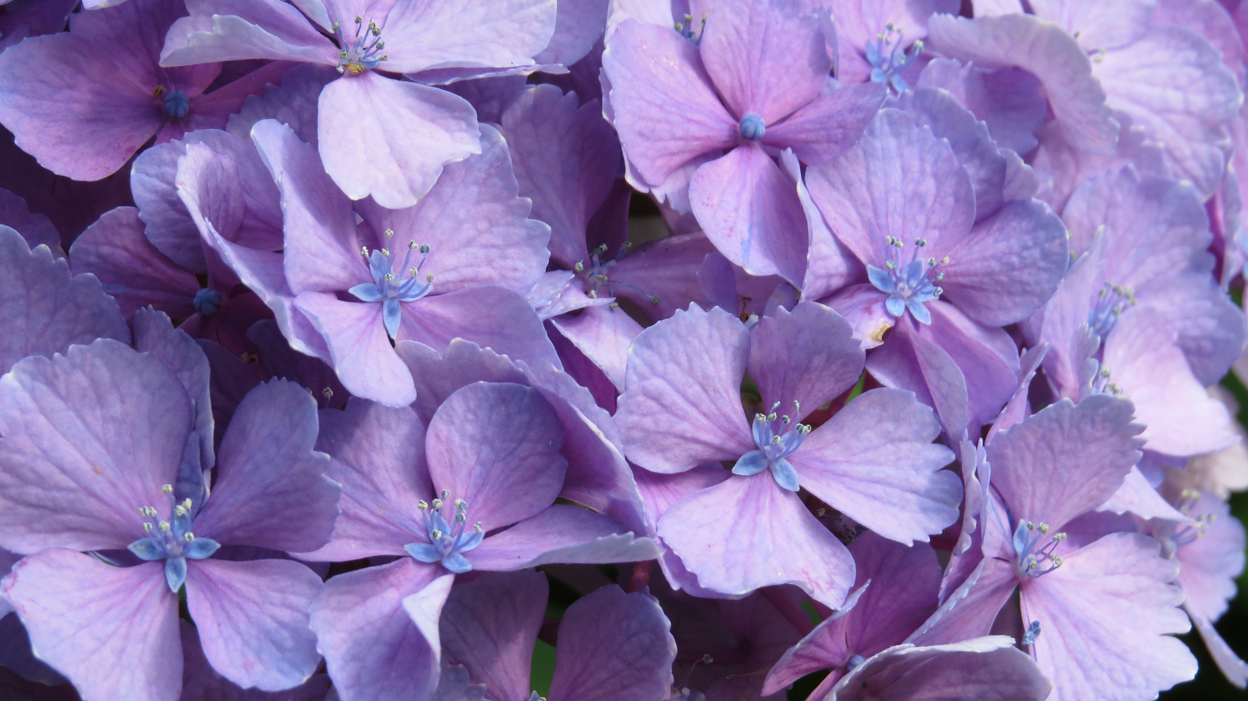 虹～紫陽花⭐ 坂東武仁 on X: 
