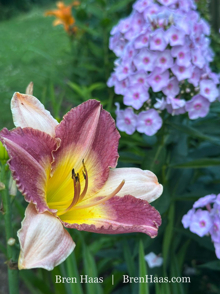 Old King Cole daylily with Phlox in the background today in my garden.