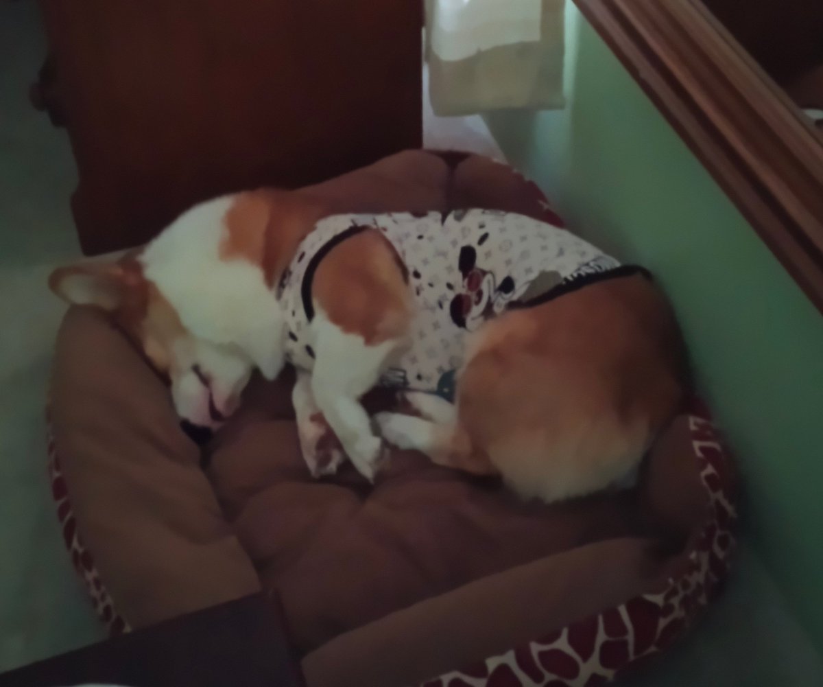 #corgi #CorgiCrew #corgitshirt #DogsLover