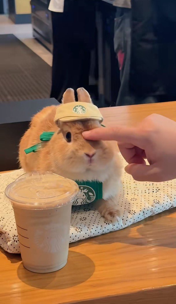 animalkyat's tweet photo. スタバにいた可愛い店員さん見て https://t.co/A6M0PCoEIO