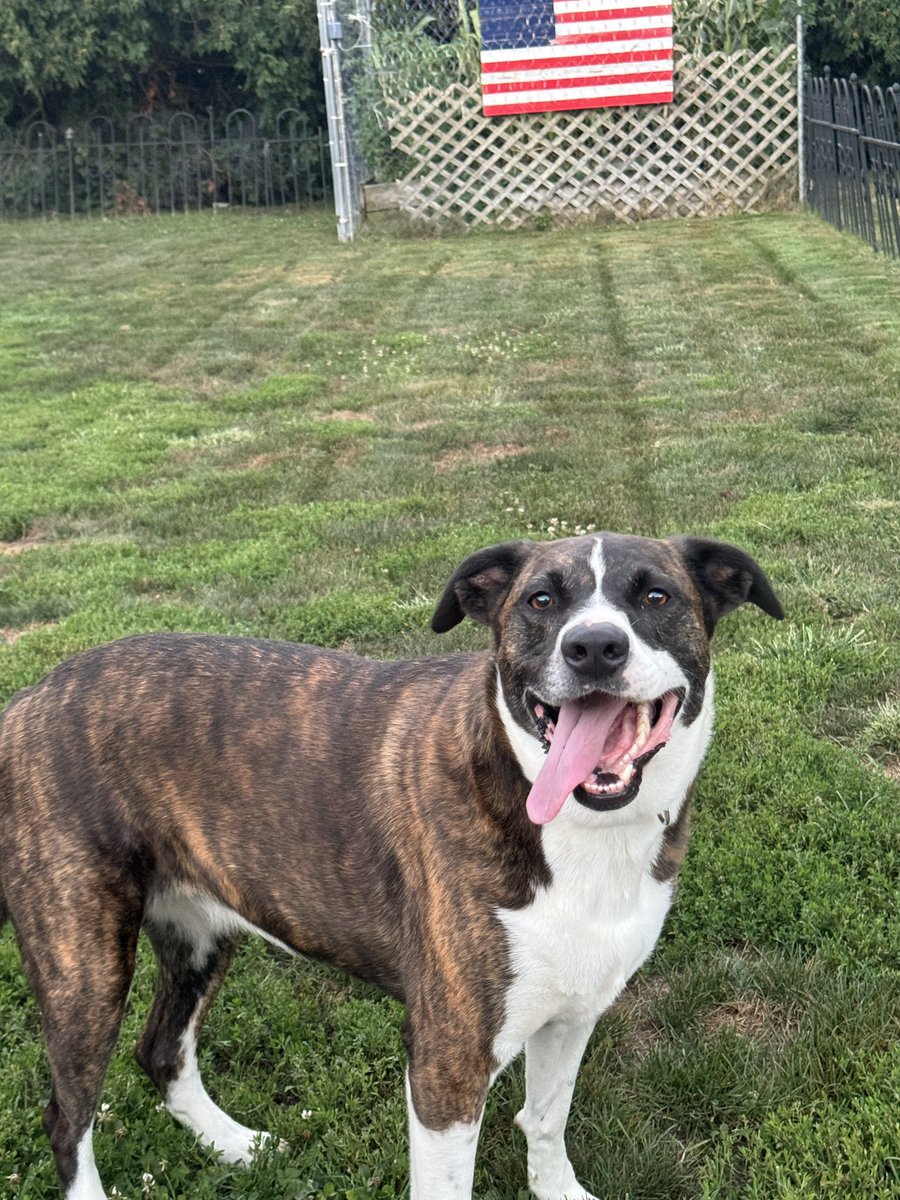 lovebug_annie18's tweet photo. @contextdogs She smiles too! Love when doggos smile. 🤍 https://t.co/sMQEhf4gz6