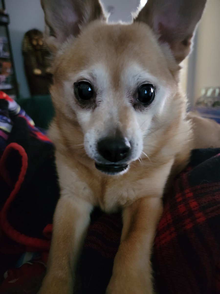 angelastarpower's tweet photo. I call this the final warning stare to give her dinner on my own before 15lbs of underbite starts demanding it https://t.co/uuRnnq3lJm