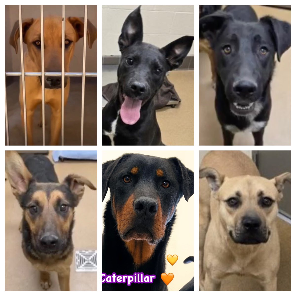 TomJumboGrumbo's tweet photo. It's been a day of slaughter in Apple Valley CA. Taylor, Sheep, Gracyn, Vanna, Caterpillar and a dog named Bowen we didn't get to post, are all dead. With the exception of Caterpillar, they were all puppies. https://t.co/r3JmemBRXF