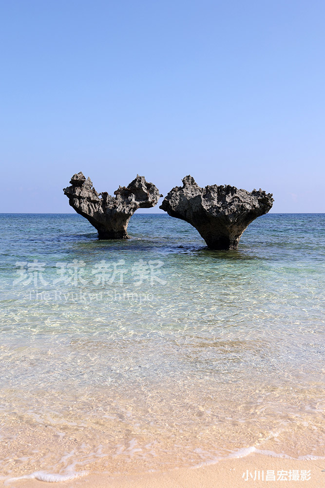 ryukyushimpo_ph's tweet image. 今帰仁のまーさん、じょーとーむん発信!
ryukyushimpo.jp/newspaper/entr…
「#今帰仁村フェア」が10日から那覇市の琉球新報本社ビルで開催されます。12日まで。
テーマは「自然が香る、文化が躍る! 那覇で出会う、#今帰仁 の彩り!」。
写真は #古宇利島 の「#ハートロック」がある #ティーヌ浜です