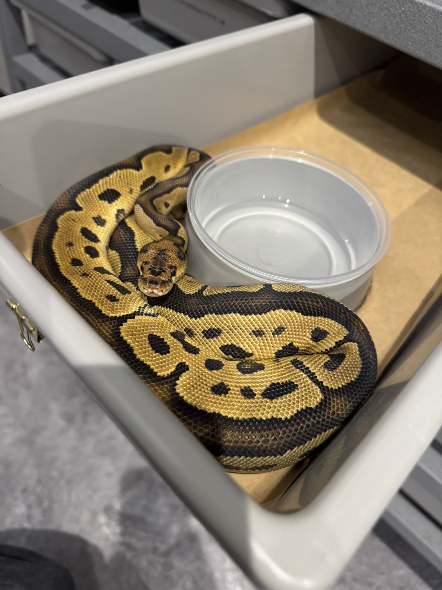 hinaページになります Side-B HINA (hhhinaaa_9@) / X