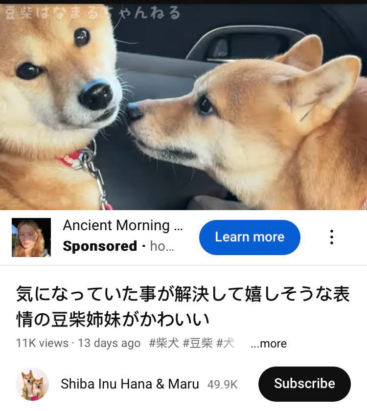 MaruInushiba's tweet photo. $MARU the cutie checking in 

0x81bf92803838431d35919a3c34e3e840358f6b00 https://t.co/WM9aOMzdl8