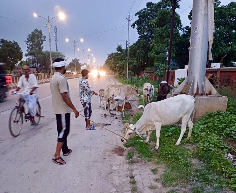 PRO JS Rewa (@projsrewa) on Twitter photo <a href="/RewaCollector/">Collector Rewa</a> श्रीमती प्रतिभा पाल के निर्देश पर गौवंश को दुर्घटना से बचाने के लिए जिले भर में अभियान जारी।
सड़कों से गौवंशों को हटाकर गौशाला तथा सुरक्षित स्थलों में कराया जा रहा शिफ्ट।
<a href="/CMMadhyaPradesh/">Chief Minister, MP</a> <a href="/DrMohanYadav51/">Dr Mohan Yadav</a>
<a href="/mp_husbandry/">Animal Husbandry Department, MP</a>
#JansamparkMP #Rewa <a href="/RewaCollector/">Collector Rewa</a> श्रीमती प्रतिभा पाल के निर्देश पर गौवंश को दुर्घटना से बचाने के लिए जिले भर में अभियान जारी।
सड़कों से गौवंशों को हटाकर गौशाला तथा सुरक्षित स्थलों में कराया जा रहा शिफ्ट।
<a href="/CMMadhyaPradesh/">Chief Minister, MP</a> <a href="/DrMohanYadav51/">Dr Mohan Yadav</a>
<a href="/mp_husbandry/">Animal Husbandry Department, MP</a>
#JansamparkMP #Rewa