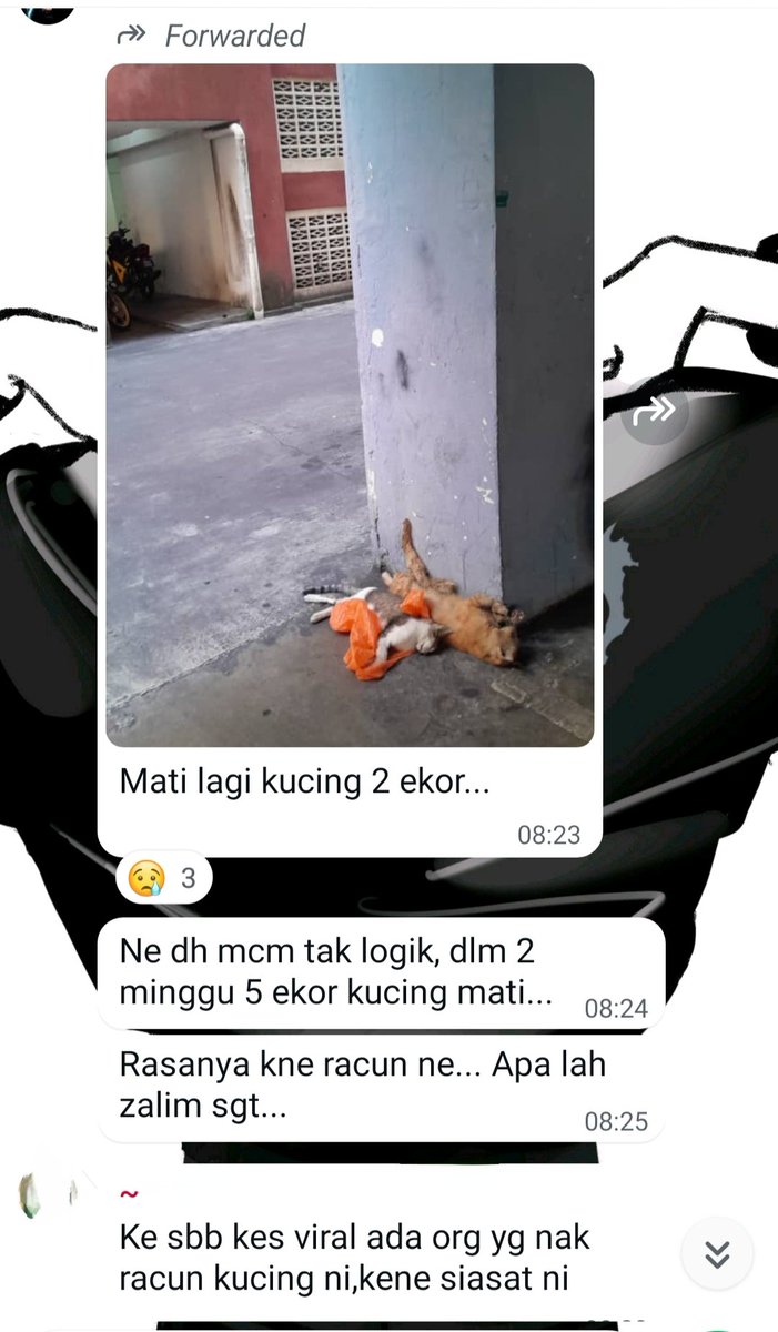 fourmeows1's tweet photo. Dunia ini terlalu kejam untuk strays💔 https://t.co/YmN1rZ5hdt