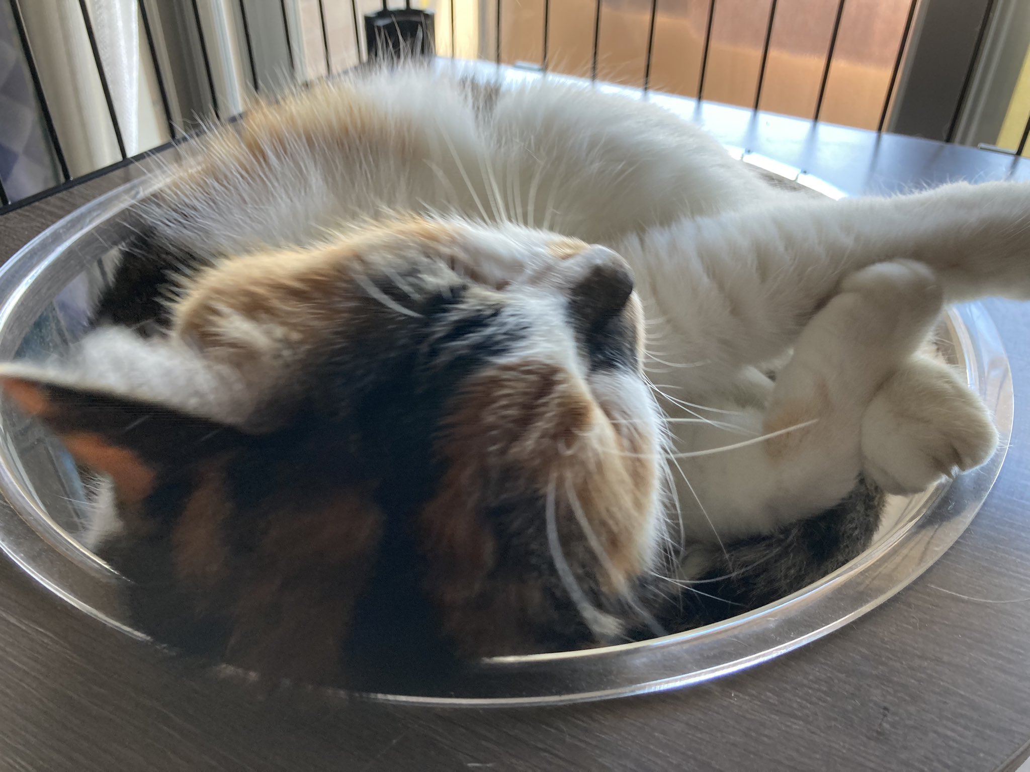 ✨ 猫汁✨ じゃむ猫 on X: 