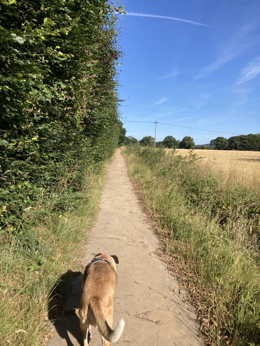 Dog walk scene 10.7.25