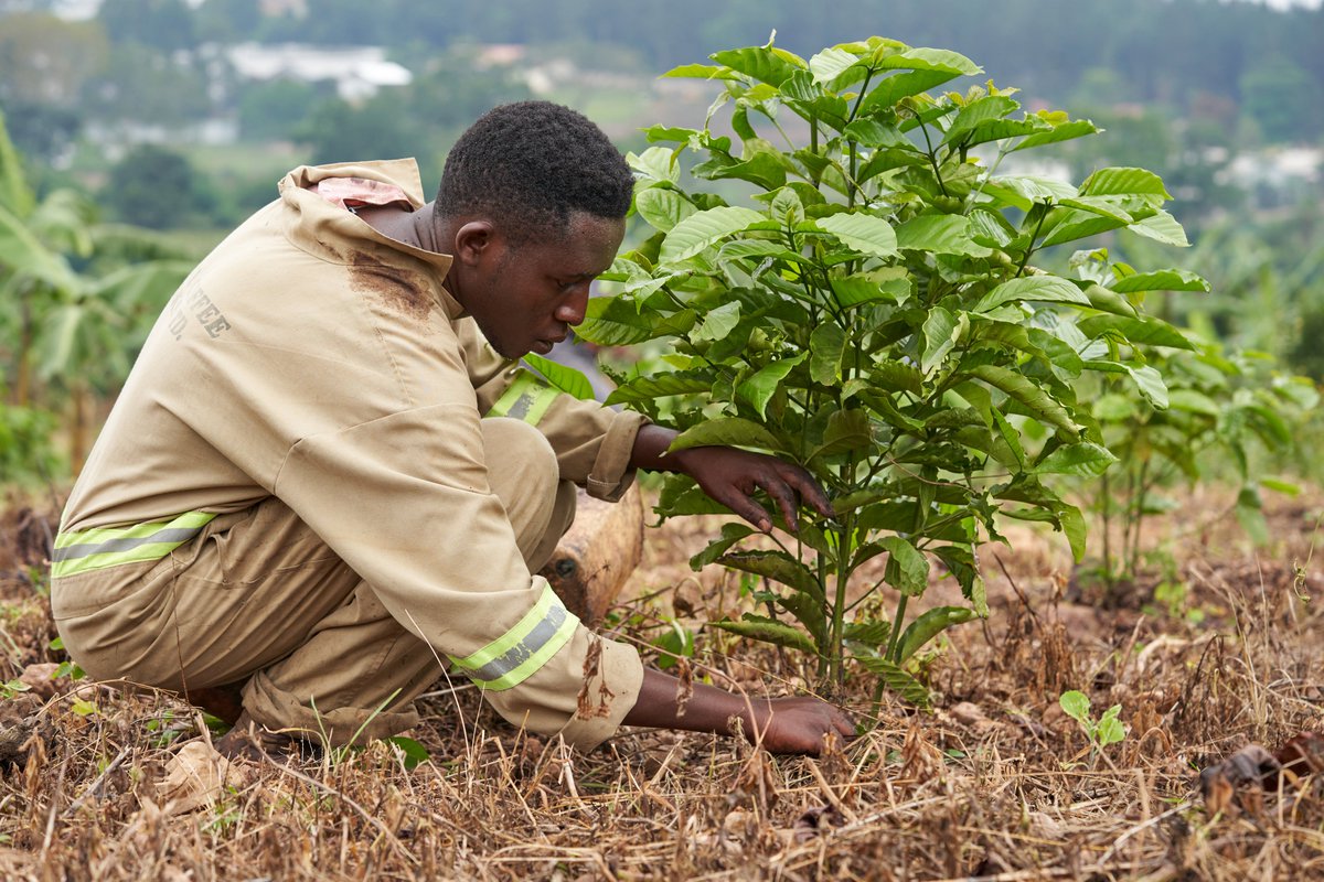 The timely rains are a blessing for Uganda's coffee farms. They nourish the soil and help our precious cherries grow, developing the deep, rich flavours you love.

So next time you enjoy a cup of ZICOFE coffee, remember the journey it took and the gift of nature in your cup.
