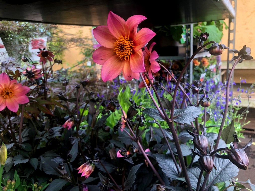 Loads of plants fresh in from British  growers – including #alstroemeria inticancha Paraiso. – among many.others . Keep that #summer colour going in your plot!
#gardencentre #since1983 #socialenterprise #camdentown #northlondongardeners #trainingandemploymentopportunities