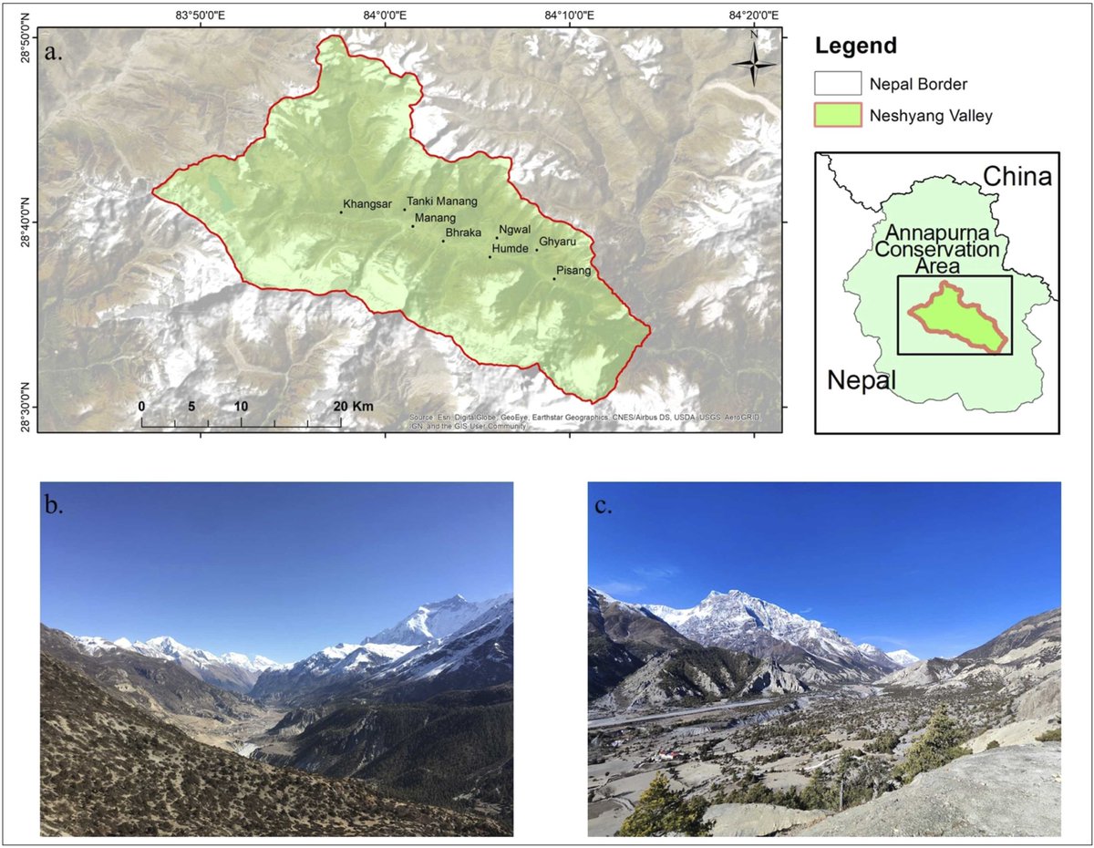 IBCA_official's tweet image. Ecological Dynamics Drive Long-Term Coexistence of #Leopard Species in the Himalayas
New research from the #Annapurna Conservation Area (Nepal) reveals that common leopards (Panthera pardus) and #snowleopards (Panthera uncia) have coexisted at elevations between 3100–4600 m for…