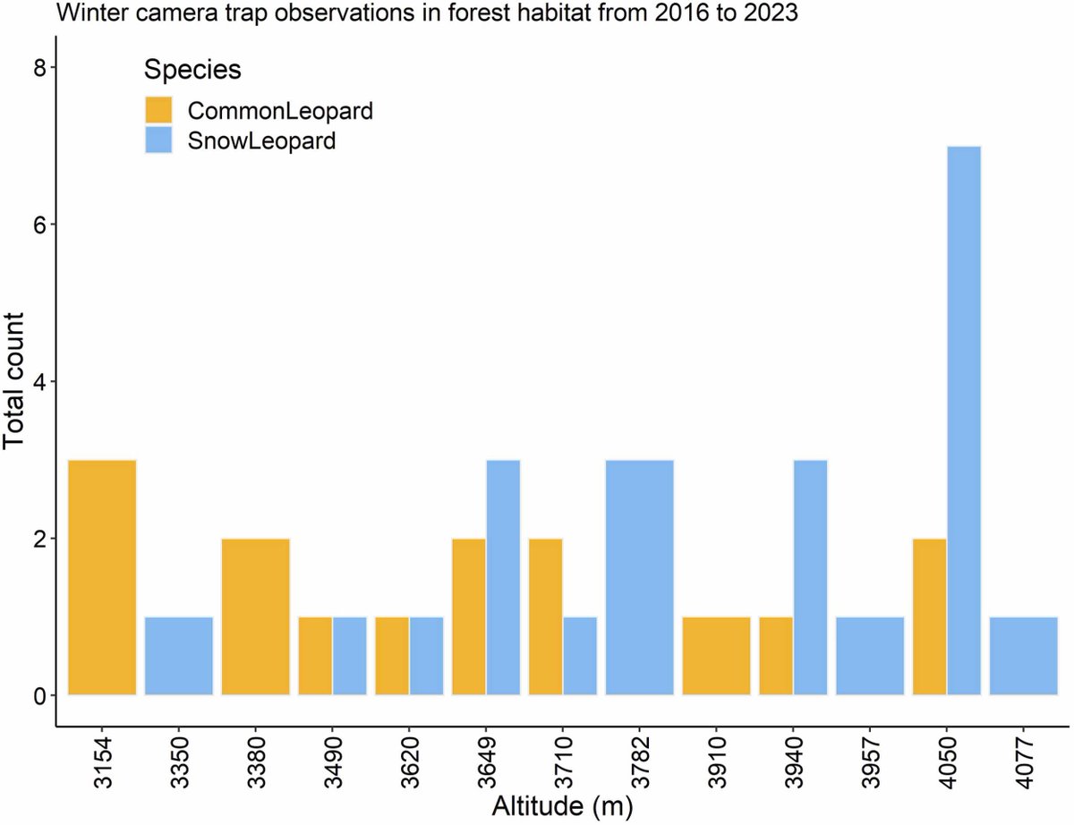 IBCA_official's tweet image. Ecological Dynamics Drive Long-Term Coexistence of #Leopard Species in the Himalayas
New research from the #Annapurna Conservation Area (Nepal) reveals that common leopards (Panthera pardus) and #snowleopards (Panthera uncia) have coexisted at elevations between 3100–4600 m for…