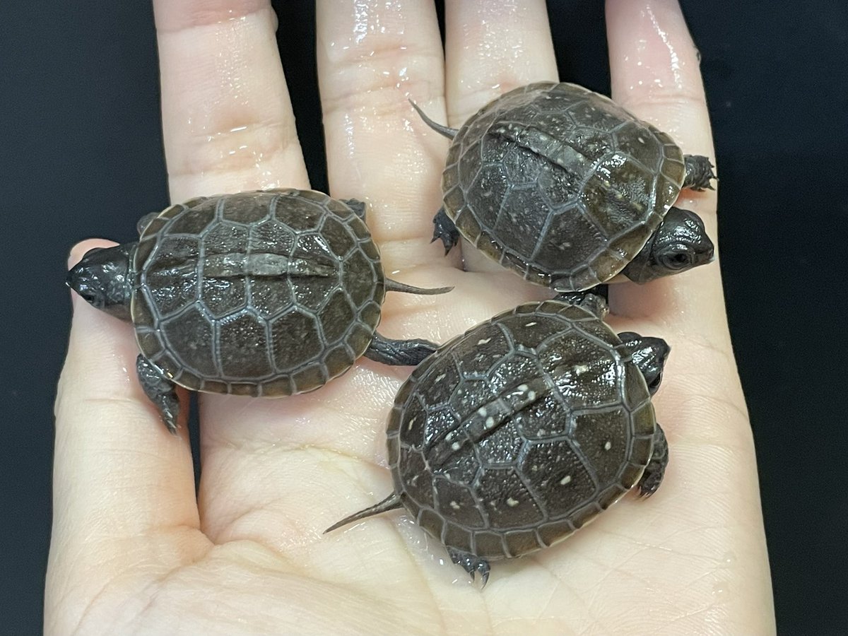 ダイソー行きたいのに豪雨凄すぎて外出られない…
大雨洪水警報出てる。

大人しくカメの水換えでもします🫠
