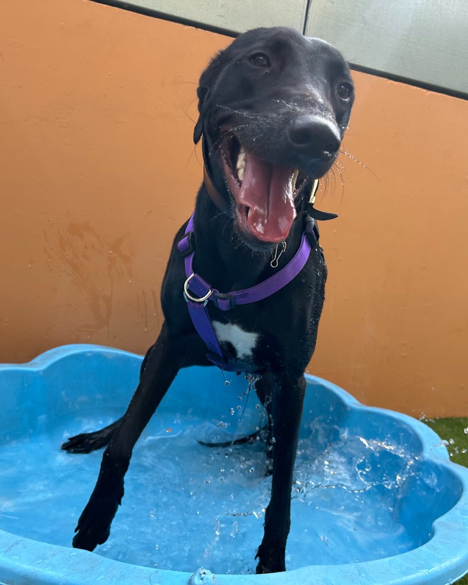 Battersea_'s tweet image. Battersea dog Larry is having a great time keeping cool in our paddling pool! 🧊💧 What are your favourite ways to cool down your furry friends? Let us know in the replies. ☀️