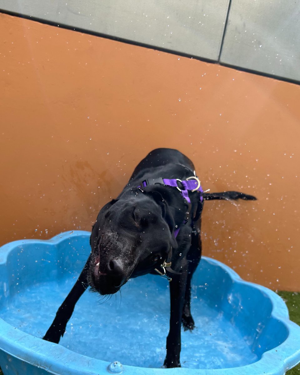 Battersea_'s tweet image. Battersea dog Larry is having a great time keeping cool in our paddling pool! 🧊💧 What are your favourite ways to cool down your furry friends? Let us know in the replies. ☀️