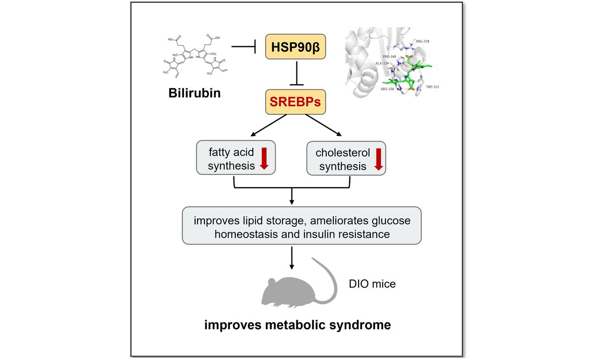 🧪 New study alert!
Bilirubin improves insulin resistance &amp; reduces ectopic lipid deposition by targeting the #HSP90β/#SREBP axis.
A promising therapeutic strategy for metabolic syndrome!
🔗oaepublish.com/articles/mtod.…
#Metabolism #InsulinResistance #LipidMetabolism #Bilirubin