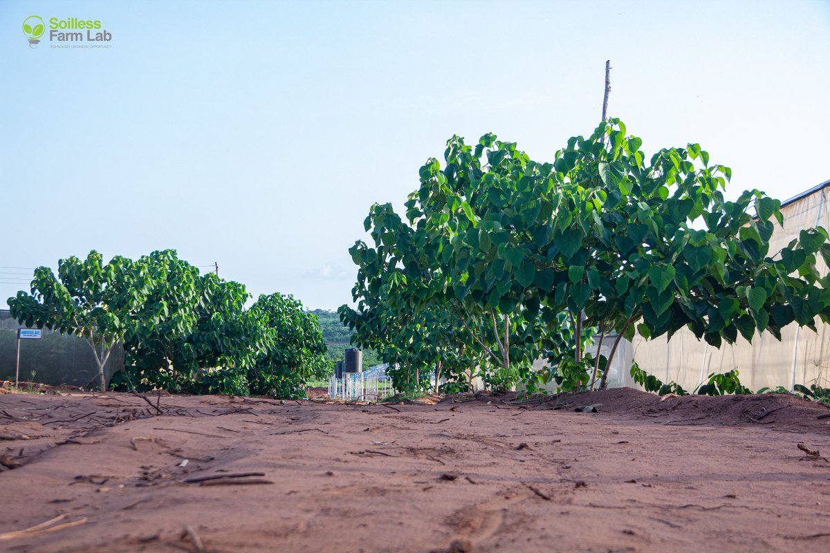 Dear Nigerian farmers,

You can earn big with carbon credits!

We, @sfarmlab, have pioneered sustainable farming methods while training 12K young women and youths. 

Plant trees, sequester CO₂, &amp; earn $ via voluntary carbon markets. 

There are more ways to make money from the