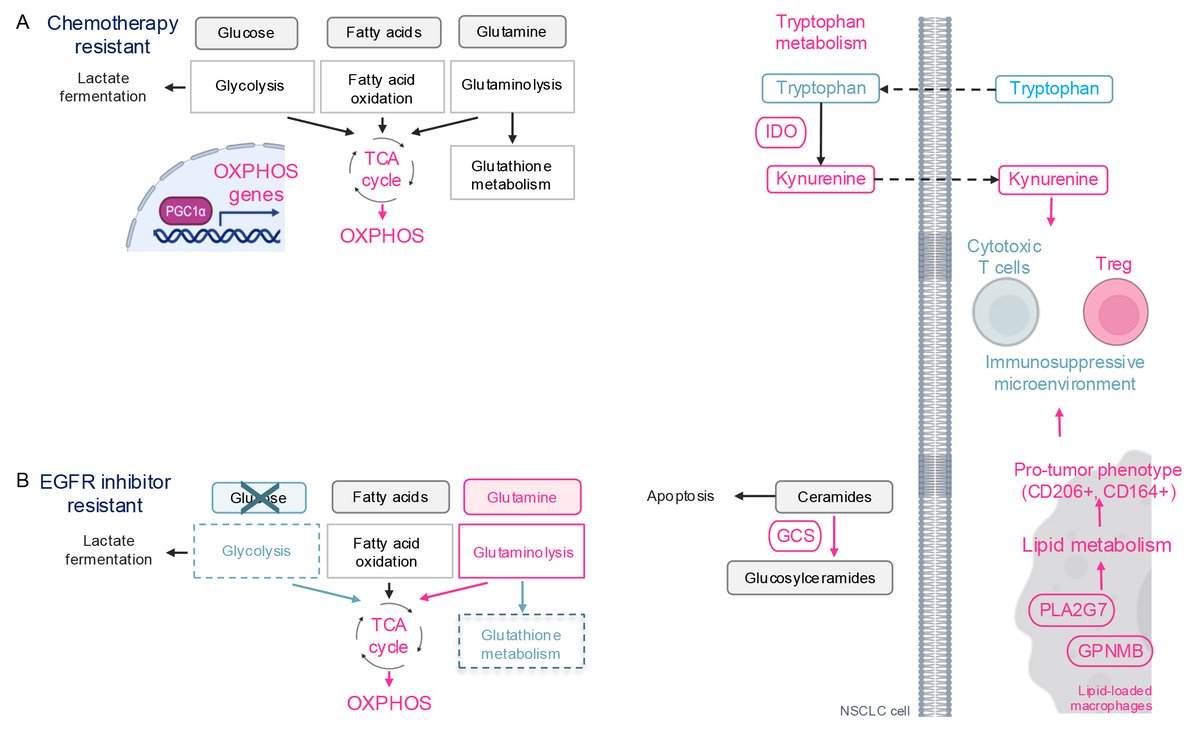 Landmark_IMR's tweet image. 🎉 #FBL We are pleased to share a new article published in Frontiers in Bioscience – Landmark
📝 "The Emerging Roles of Metabolic Reprogramming in Non-Small Cell Lung Cancer Progression"
📚 By Beatriz P G Peixoto, Rebecca Clague, Joshua Reddy and Hiromi Wettersten form…