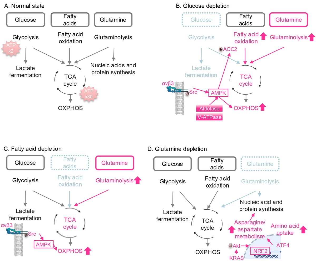 Landmark_IMR's tweet image. 🎉 #FBL We are pleased to share a new article published in Frontiers in Bioscience – Landmark
📝 "The Emerging Roles of Metabolic Reprogramming in Non-Small Cell Lung Cancer Progression"
📚 By Beatriz P G Peixoto, Rebecca Clague, Joshua Reddy and Hiromi Wettersten form…