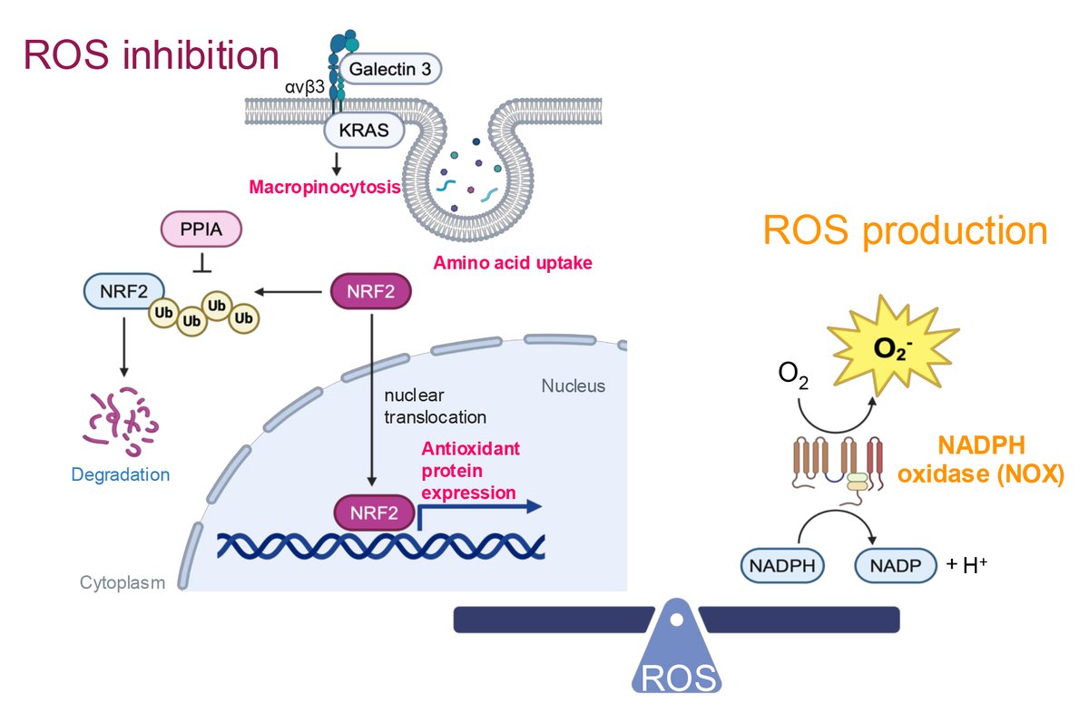 Landmark_IMR's tweet image. 🎉 #FBL We are pleased to share a new article published in Frontiers in Bioscience – Landmark
📝 "The Emerging Roles of Metabolic Reprogramming in Non-Small Cell Lung Cancer Progression"
📚 By Beatriz P G Peixoto, Rebecca Clague, Joshua Reddy and Hiromi Wettersten form…