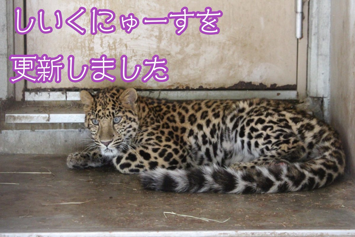【お知らせ】2025-07-10

しいくにゅーすを更新しました。
「アムールヒョウの子どもの愛称決定と今後の展示について」

city.asahikawa.hokkaido.jp/asahiyamazoo/n…

✳︎
#旭山動物園 #asahiyamazoo
#動物園　#zoo
#北海道　#hokkaido
#旭川 #asahikawa
#アムールヒョウ #amurleopard
