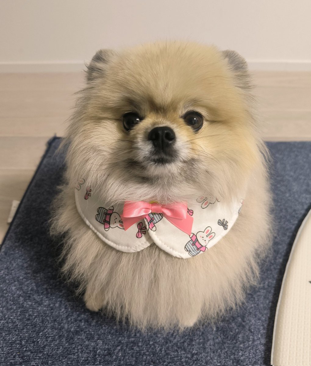 pome_boss0519's tweet image. ラブリーポテトボーイ🥔🎀