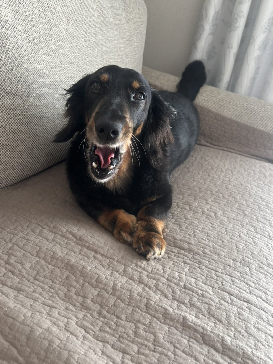 可愛い2匹🥰 #もちもち #ダックスフンド