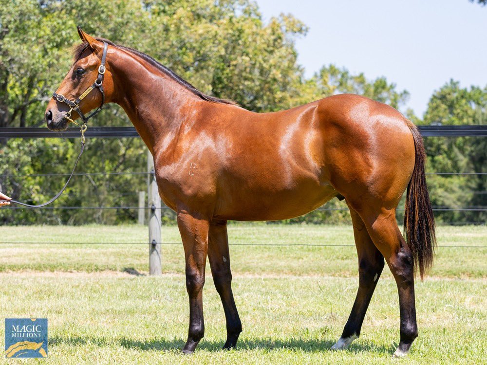 BellRiver_BR's tweet photo. Still buzzing from VOLKANO’s big debut! 

After his dominant 4.5L win for @mcevoymitchell we can’t wait to see what’s ahead!

Our 3rd 2YO debut winner from just 11 yearlings in our 2024 @mmsnippets Book 1 draft

Pictured in the ring selling on behalf of his breeder Simon Raleigh https://t.co/nPWhG4t44E