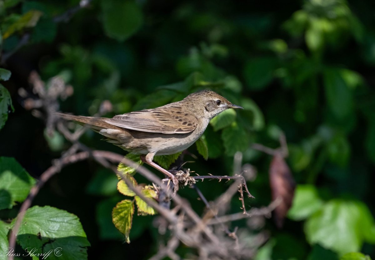 RSPBRainham's tweet photo. In June, we have had over 107 species of bird spotted on the reserve, some of the hi-lights being a Yellowhammer, Treecreeper, Ruddy Shelduck, Red Crested Pochard and the sometimes heard very rarely seen Grasshopper Warbler. Credit to Russ Sherriff for these lovely shots. https://t.co/eqvFojidwy
