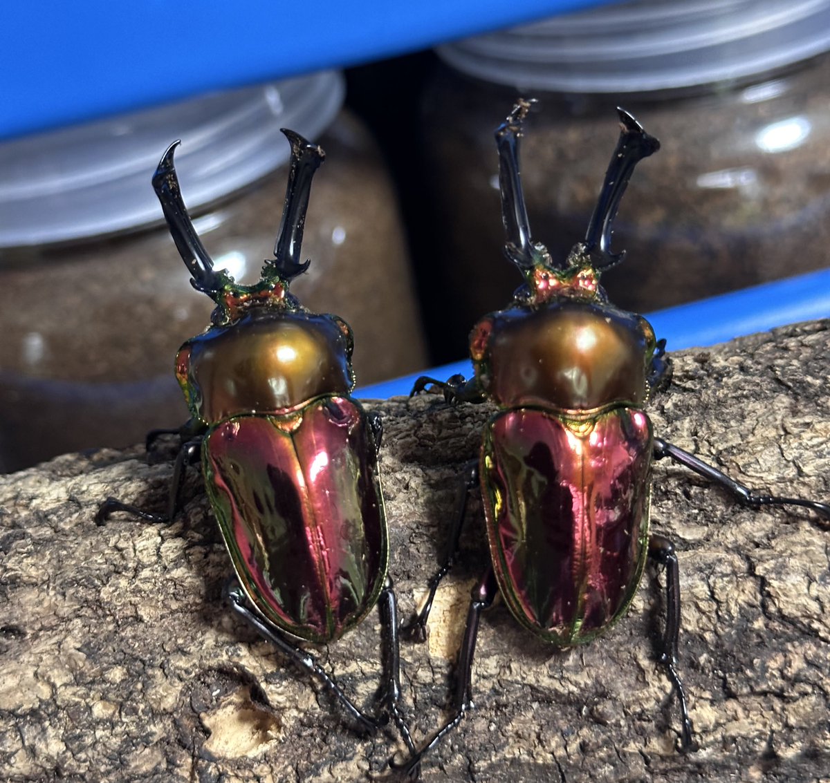 ドリアンコンロ (@dorian_conro) / X