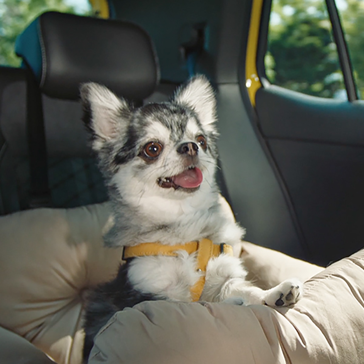 新型T-CrossのCM出演中！ #AiNATHEEND オススメ ワンコとのドライブが