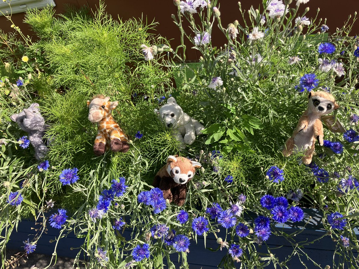 NorthDuffieldSc's tweet image. We have 5 animals, 22 adults and 118 children heading to @YorkshireWP for an amazing day out and to visit the rhino, meerkat, giraffe, red panda and polar bear that Santa kindly adopted for us last Christmas.