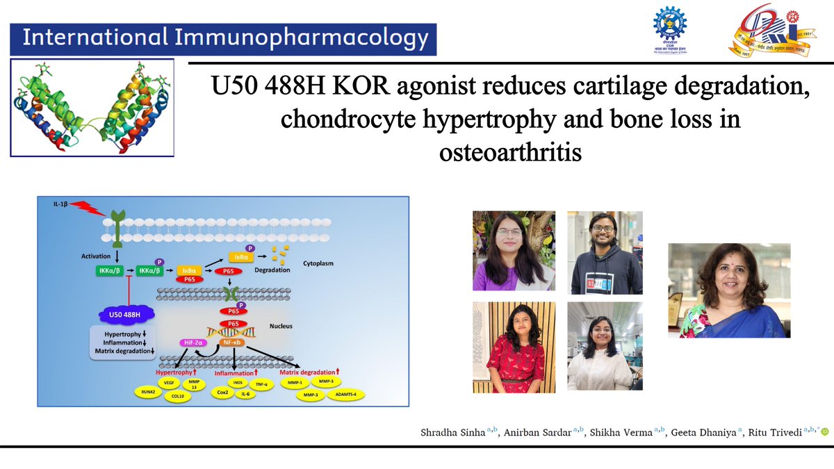 Ritu's LAB (@ritu_lab) on Twitter photo Thrilled to share our latest publication in International Immunopharmacology!! We show how the synthetic KOR agonist, U50 488H protects cartilage in OA by targeting the NF-κB/HIF-2α axis. Congratulations to the lead author, <a href="/Shradha_Sinha_/">Shradha Sinha</a> , <a href="/ritu_trivedi/">Dr Ritu Trivedi, डा ऋतु त्रिवेदी</a>, and the entire team. Thrilled to share our latest publication in International Immunopharmacology!! We show how the synthetic KOR agonist, U50 488H protects cartilage in OA by targeting the NF-κB/HIF-2α axis. Congratulations to the lead author, <a href="/Shradha_Sinha_/">Shradha Sinha</a> , <a href="/ritu_trivedi/">Dr Ritu Trivedi, डा ऋतु त्रिवेदी</a>, and the entire team.