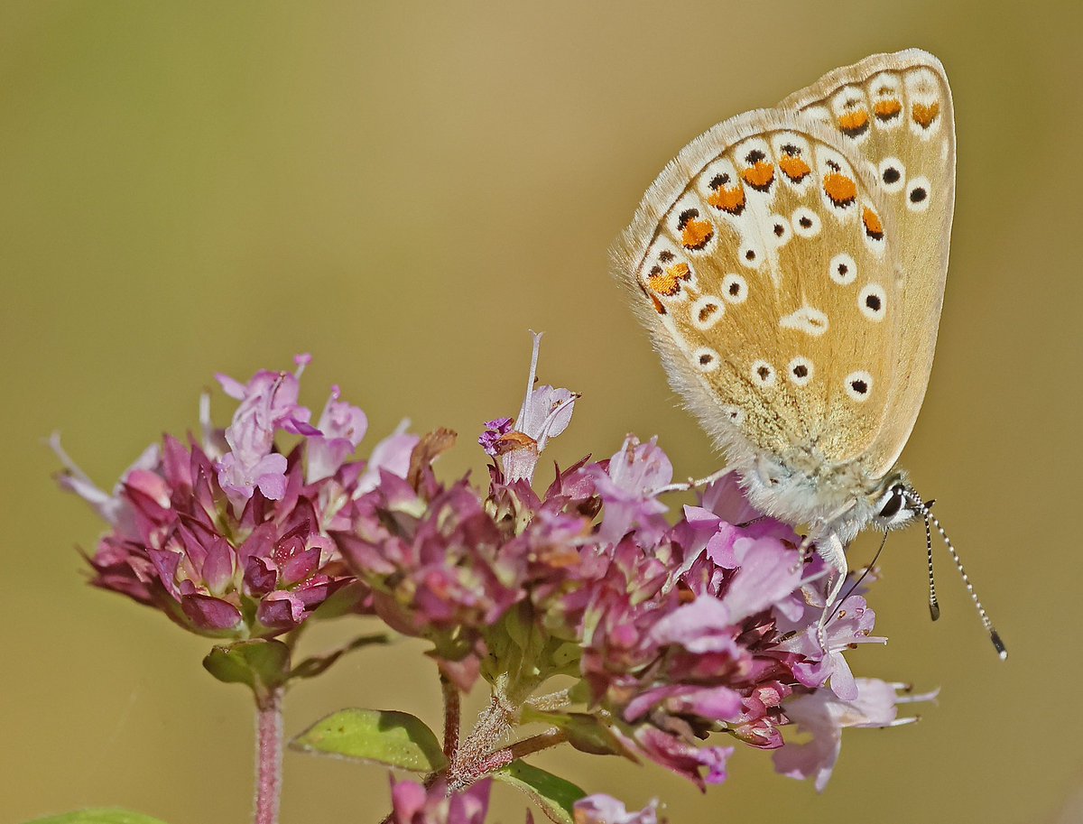 nikols_steve's tweet image. Common Blue nectaring on Wild Marjoram, Ryton Wood Meadows. @BCWarwickshire @savebutterflies
